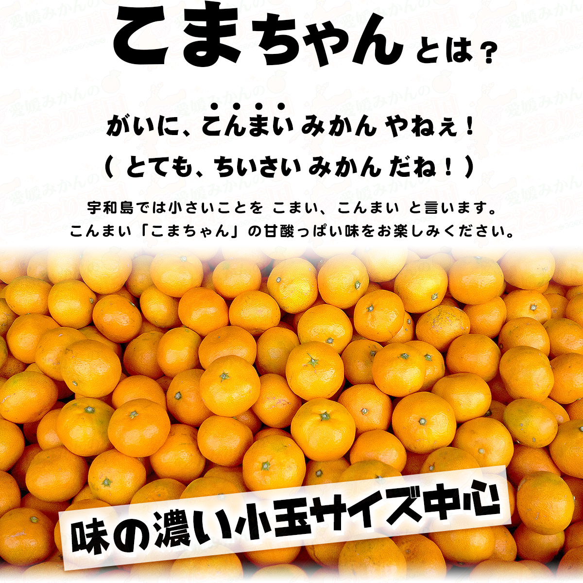 愛媛みかんのこだわり王国 本店 オフィシャルショップ 当店人気no 1 愛媛県産 早生みかん こまちゃん